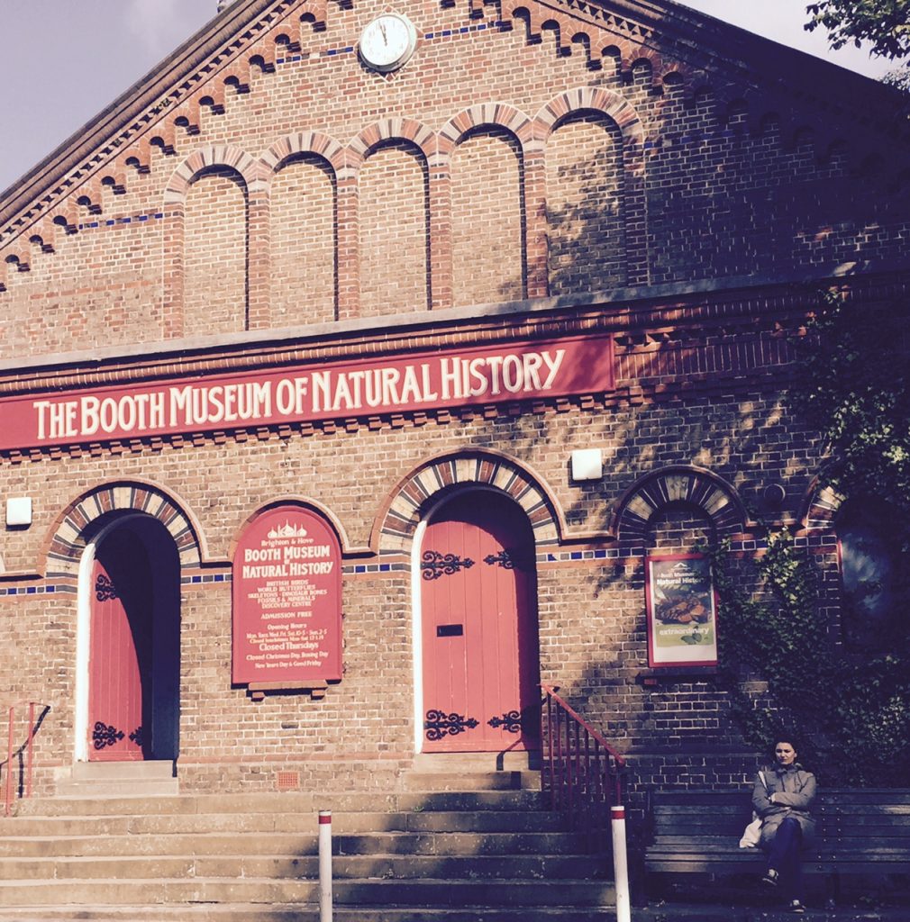 The Booth Museum of Natural History, a hidden cabinet of curiosities in Brighton