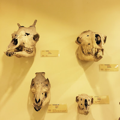Skulls at the Booth Museum of Natural History, a hidden cabinet of curiosities in Brighton