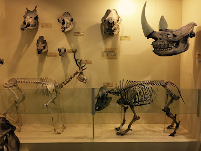 Skeletons at the Booth Museum of Natural History, a hidden cabinet of curiosities in Brighton