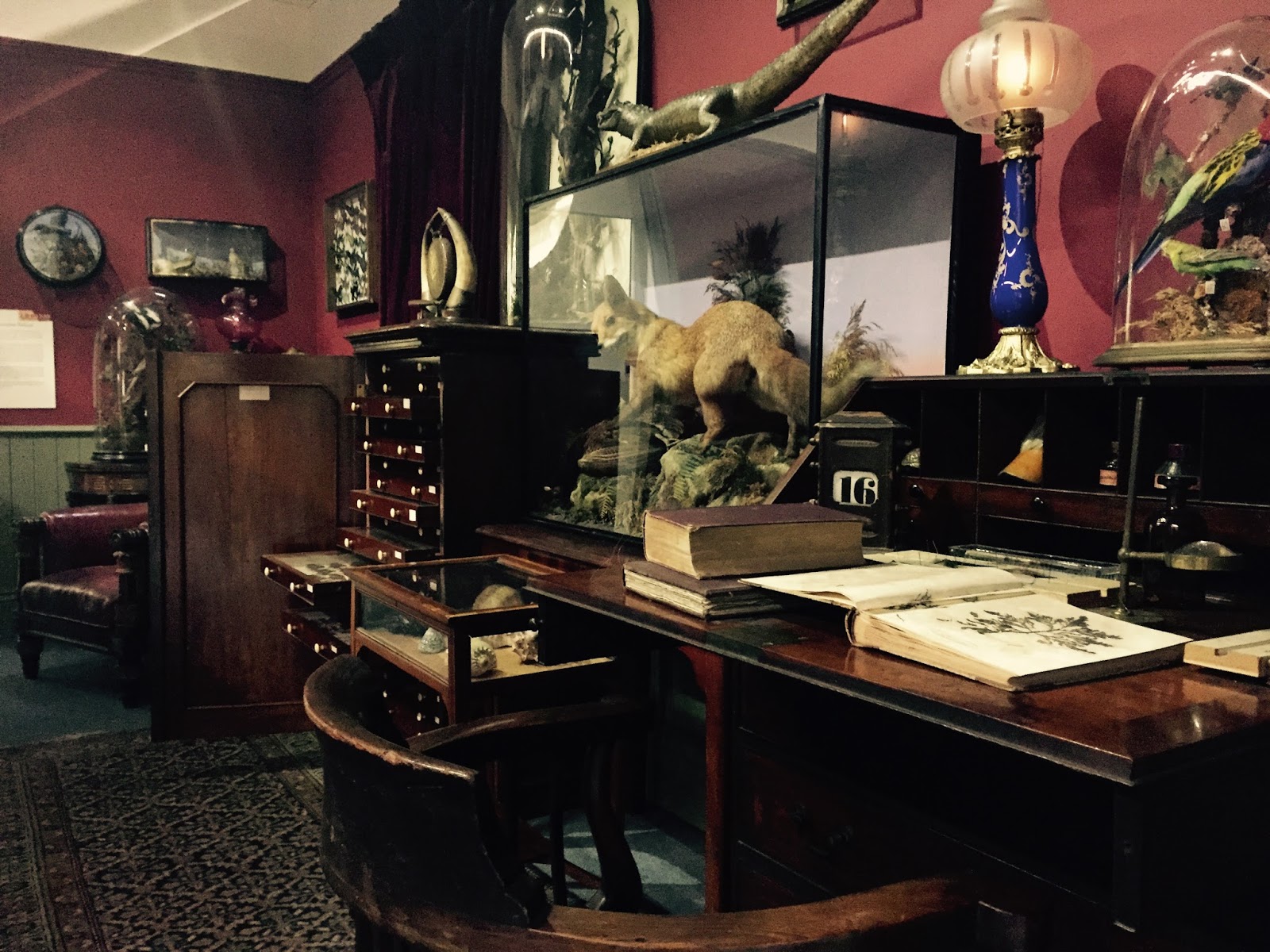 The Booth Museum of Natural History, a hidden cabinet of curiosities in Brighton