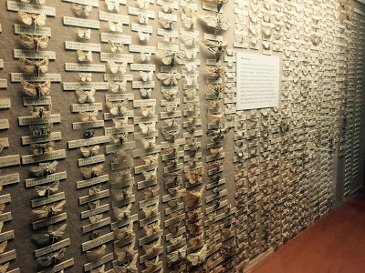 Butterfly collection at the Booth Museum of Natural History, a hidden cabinet of curiosities in Brighton