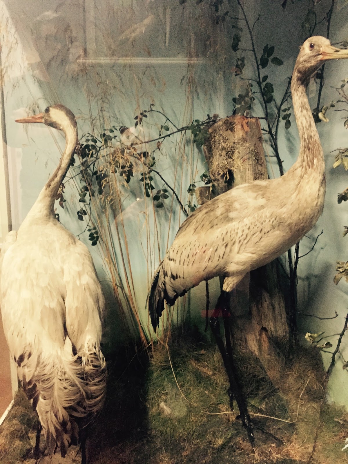 The Booth Museum of Natural History, a hidden cabinet of curiosities in Brighton