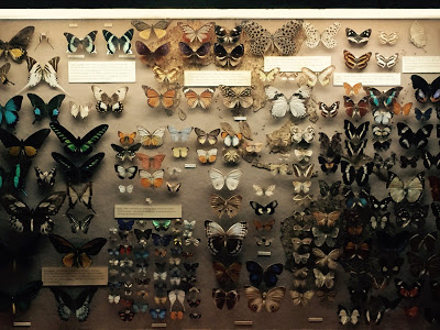 The Booth Museum of Natural History, a hidden cabinet of curiosities in Brighton