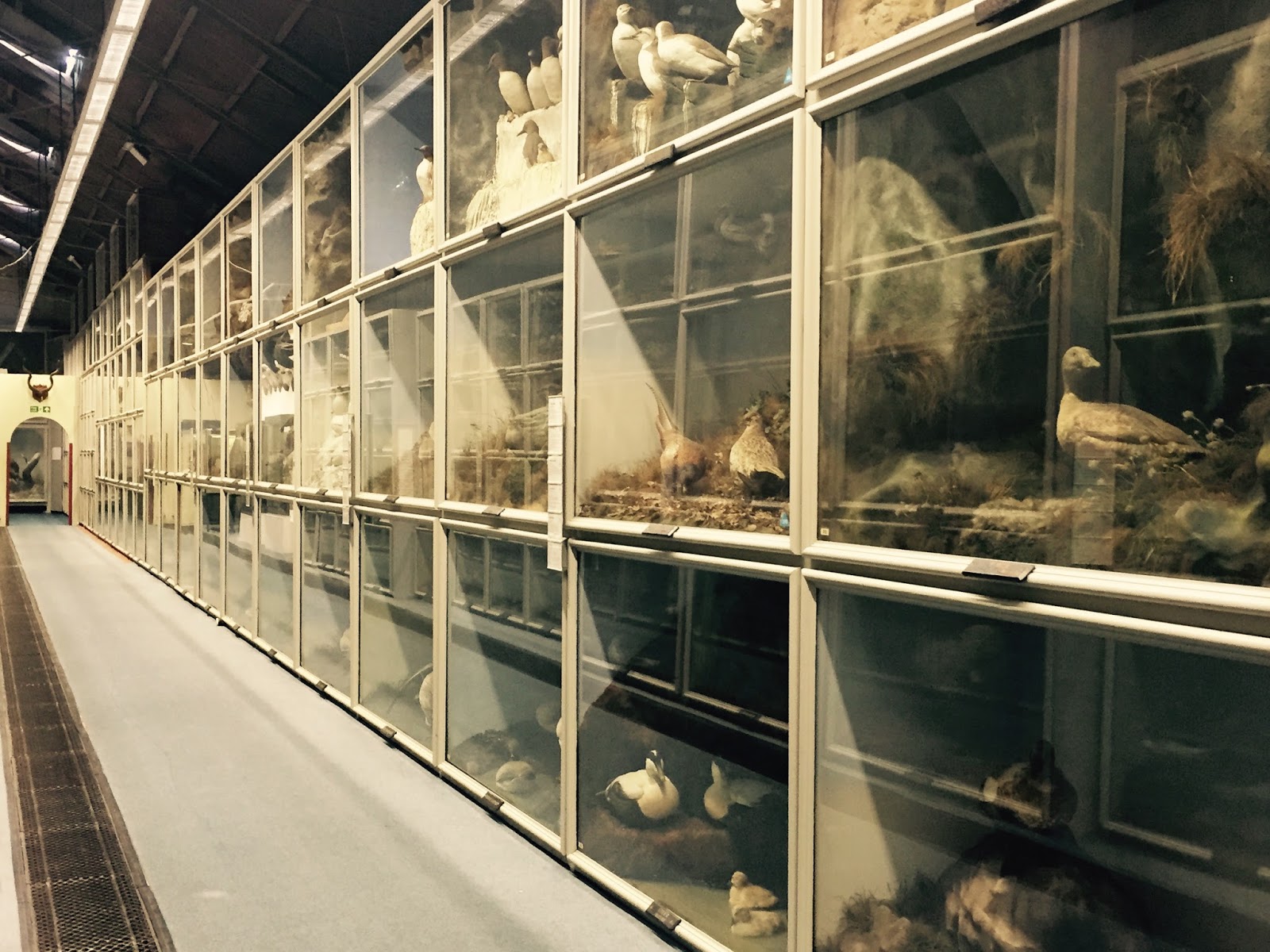 The Booth Museum of Natural History, a hidden cabinet of curiosities in Brighton