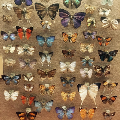 The Booth Museum of Natural History, a hidden cabinet of curiosities in Brighton