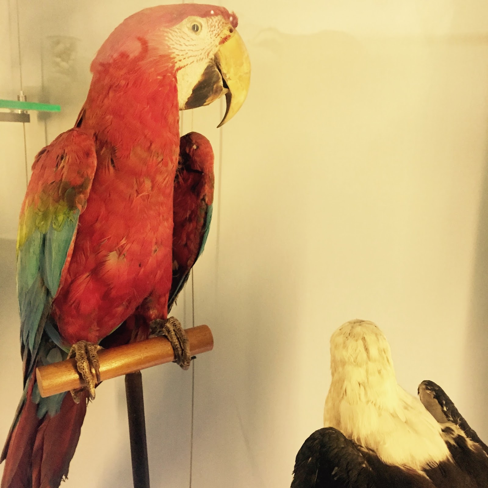 The Booth Museum of Natural History, a hidden cabinet of curiosities in Brighton