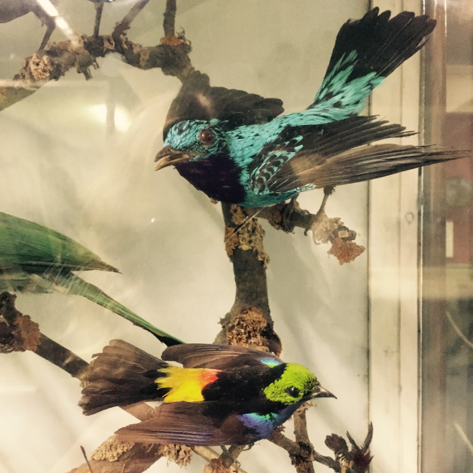 The Booth Museum of Natural History, a hidden cabinet of curiosities in Brighton