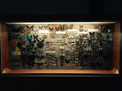 The Booth Museum of Natural History, a hidden cabinet of curiosities in Brighton