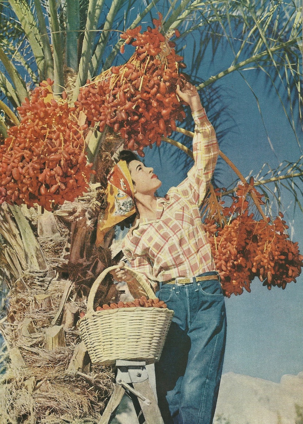 vintage national geographic 