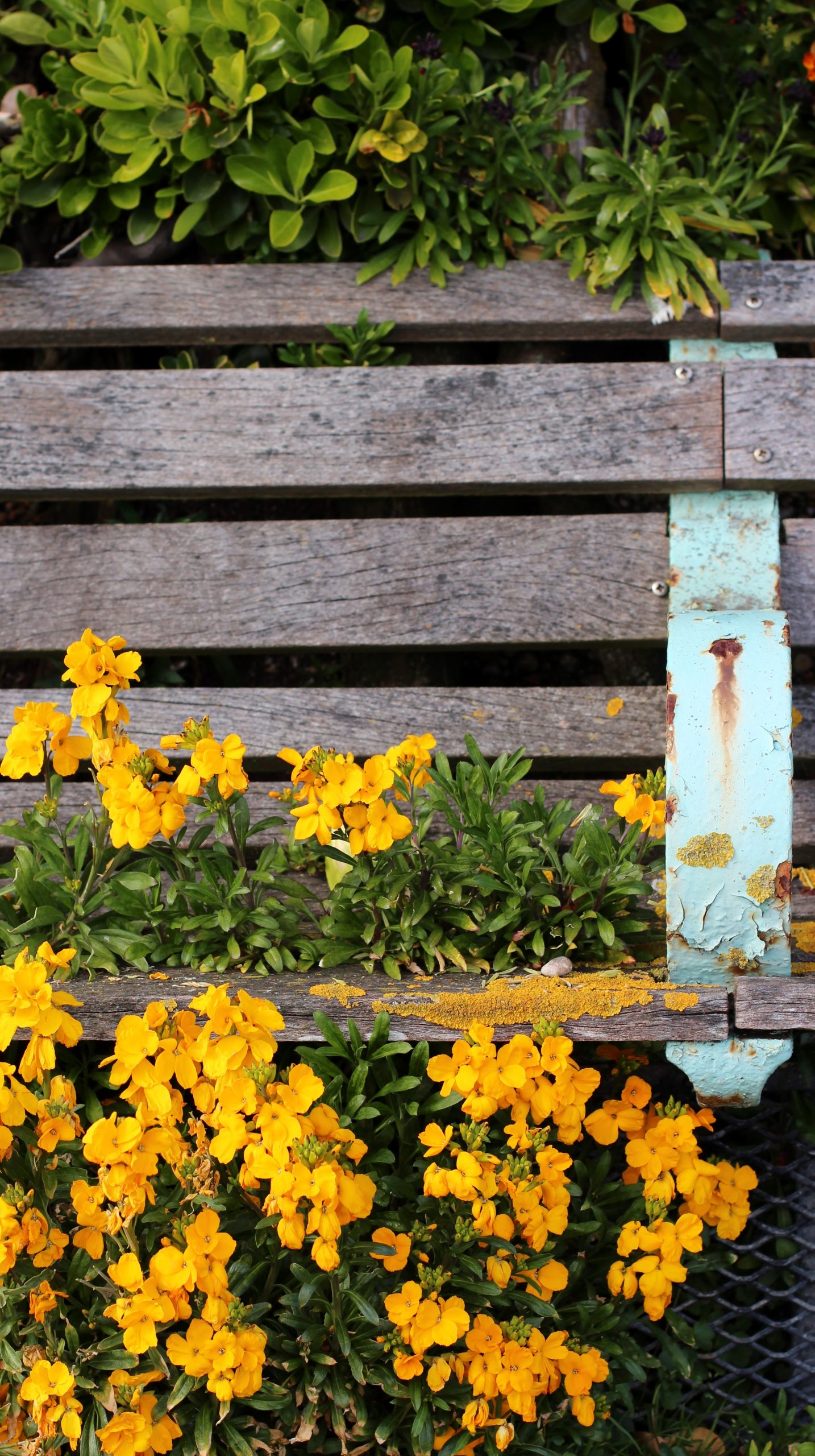 madeira drive green wall copy