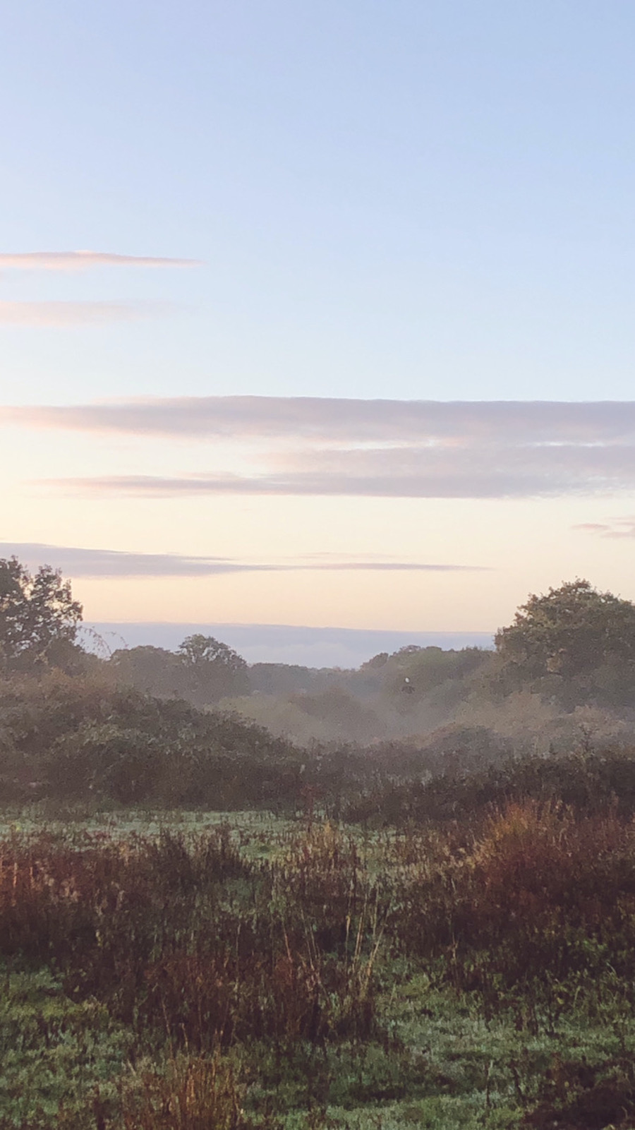 dawn safari at knepp wildland