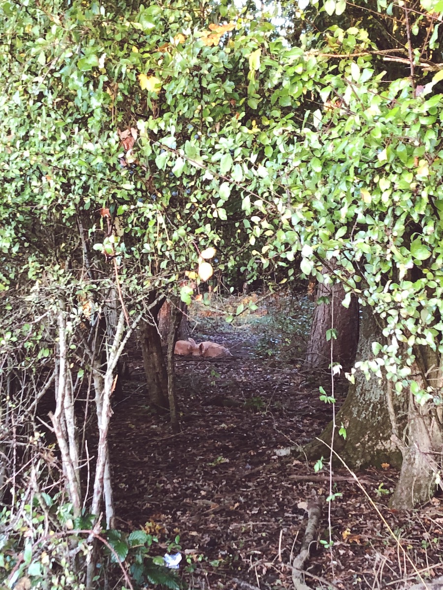 wild pigs knepp safaris