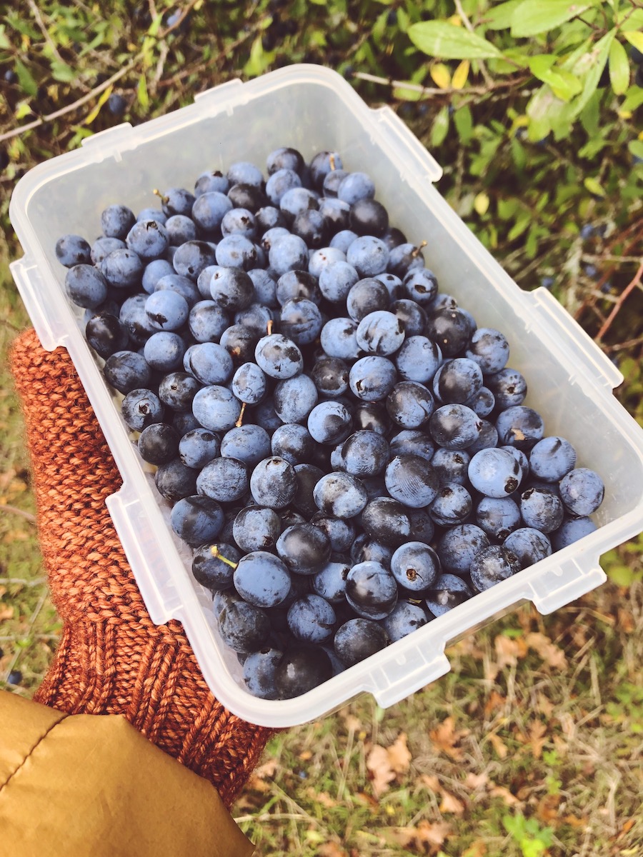 sloe berries knepp wildland sussex