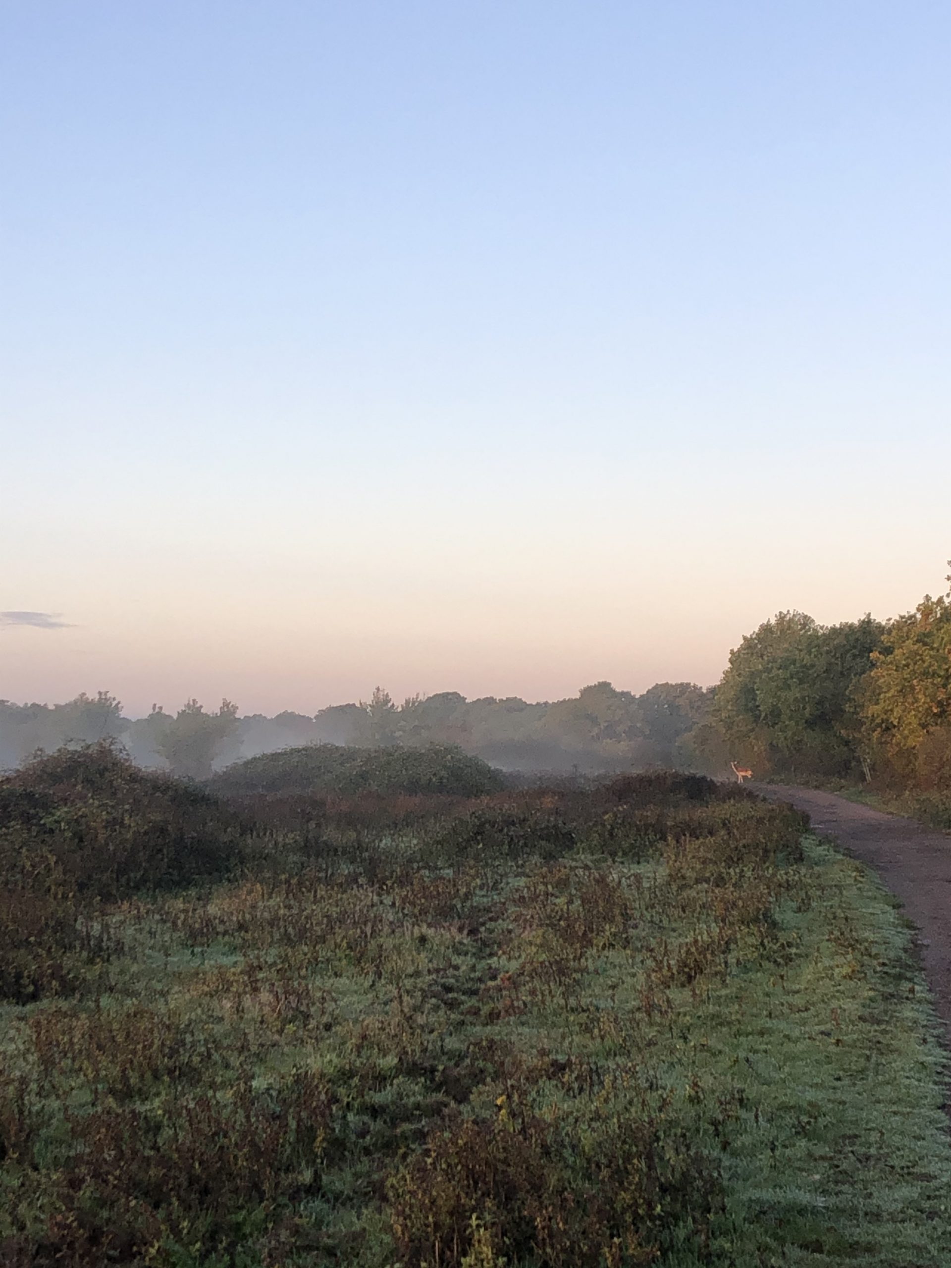 knepp wildland fallow deer
