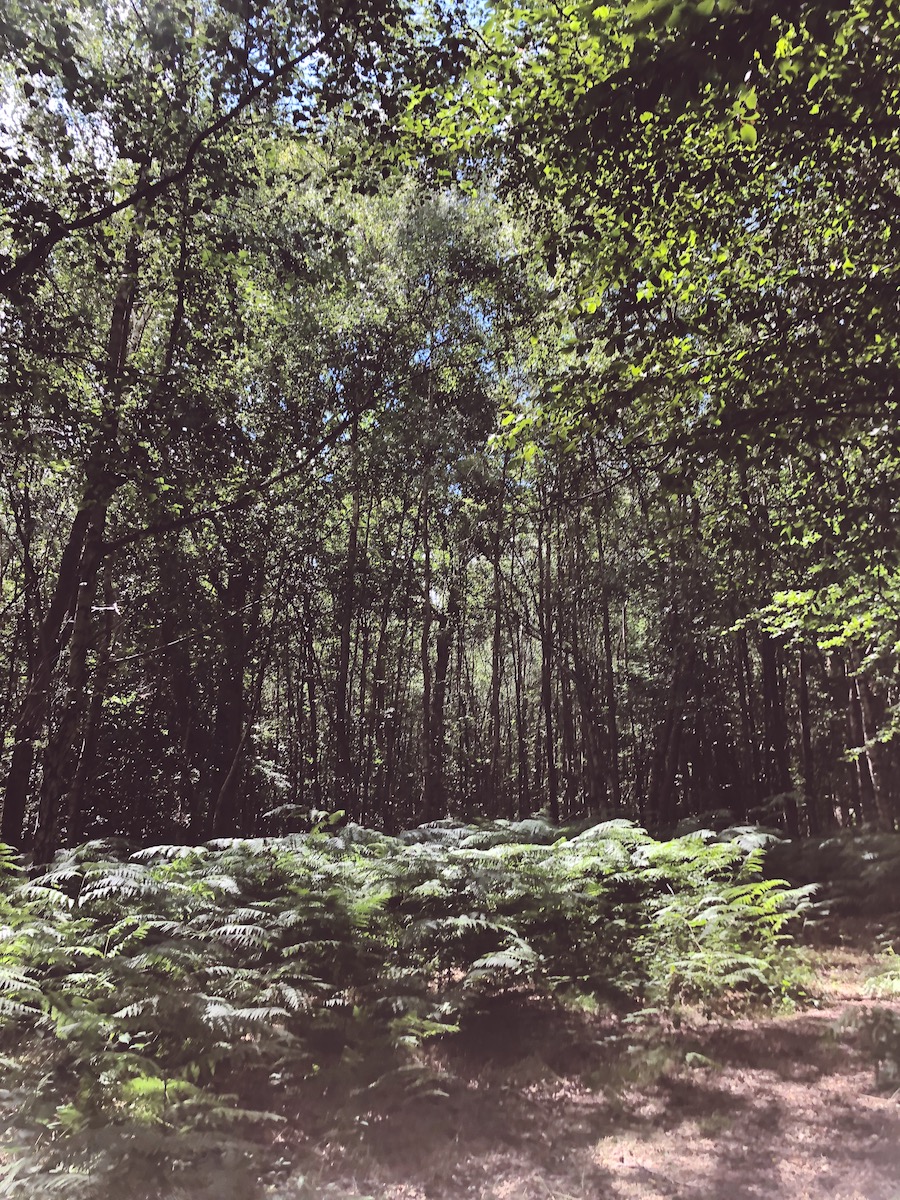 sheffield forest east sussex