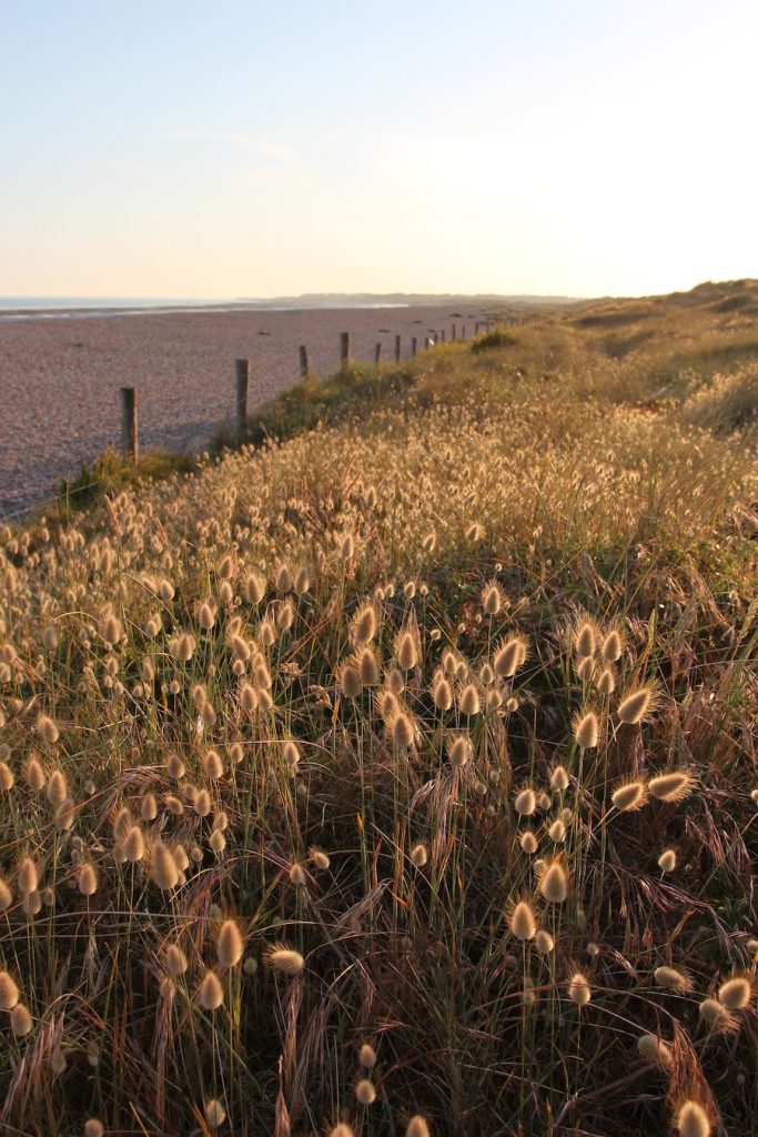 sand dunes sussex