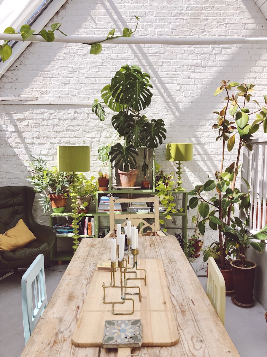 kitchen filled with plants