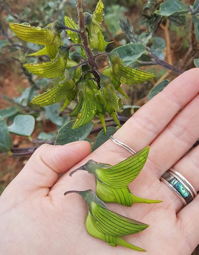 plant like bird