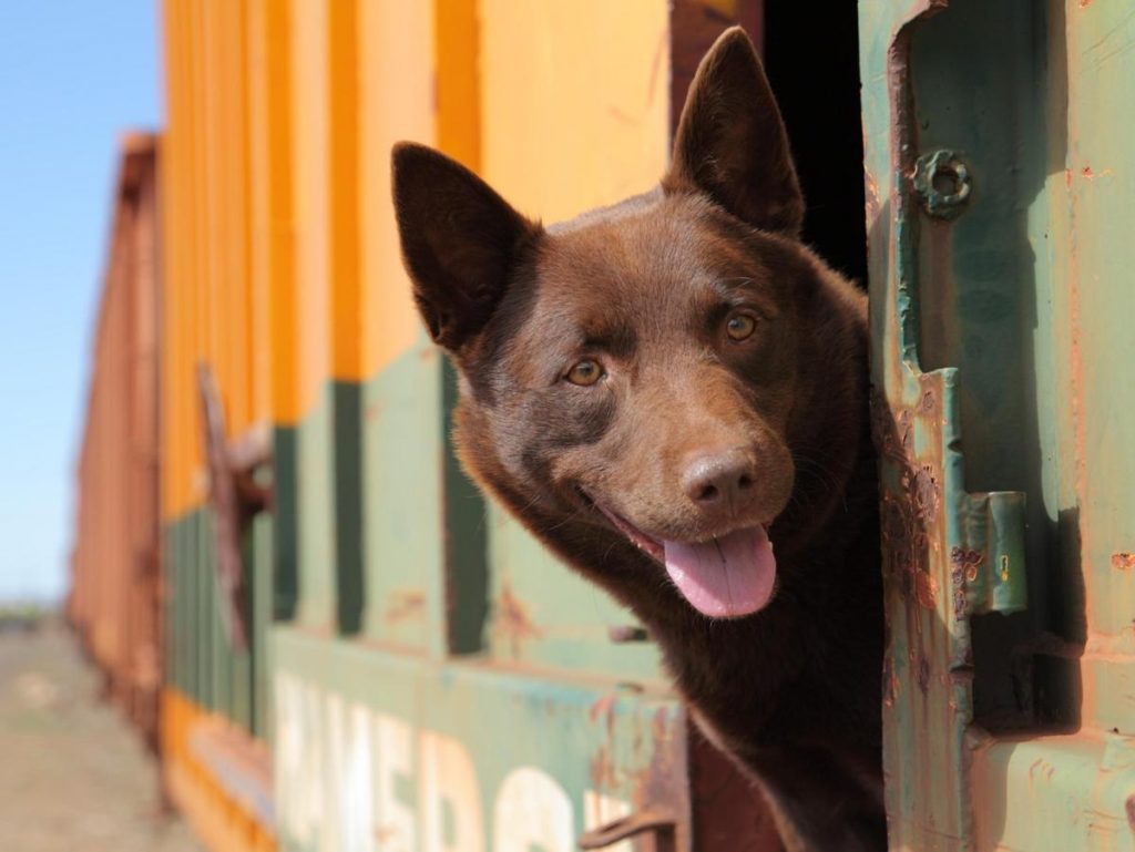 dog hanging out train window