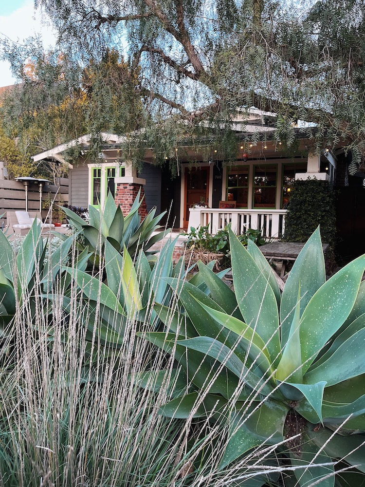 a house surrounded by giant succulent plants in Venice, California