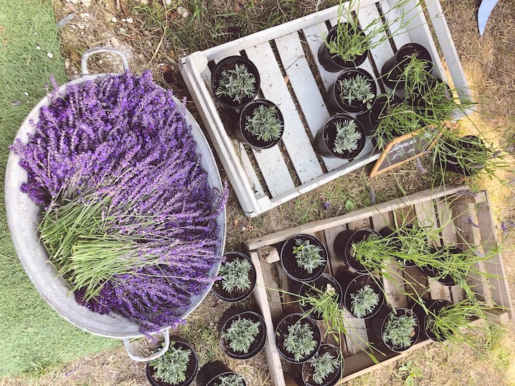 bunches of lavender and lavender plants on display at a lavender farm in Sussex 