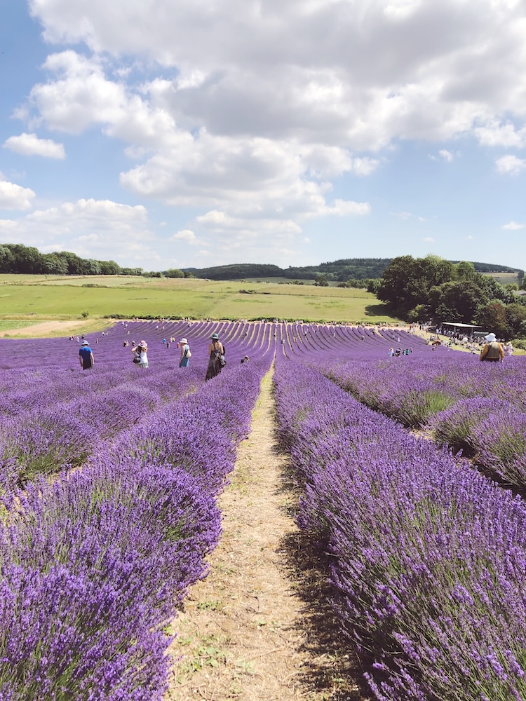 field of lavender in Sussex 