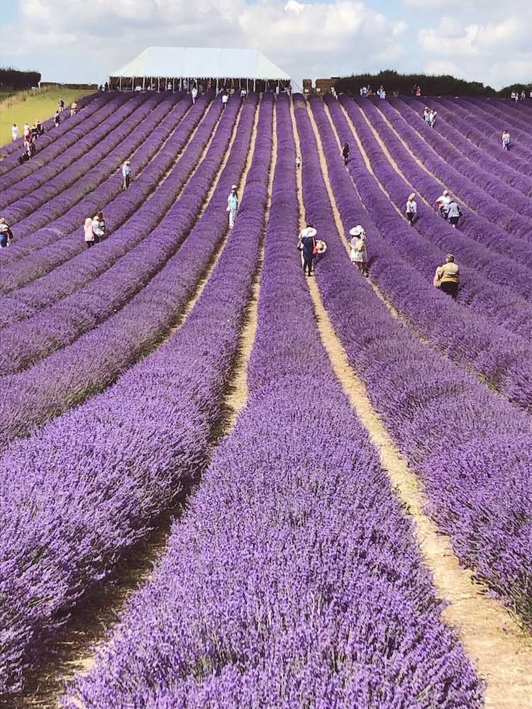 people walking long rows of lavender in a Sussex field
