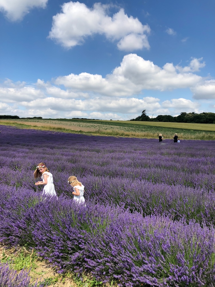 children playing in a lavender field in Sussex