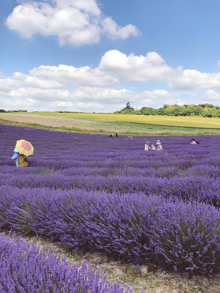 person in a lavender field in Sussex carrying a colourful umbrella 
