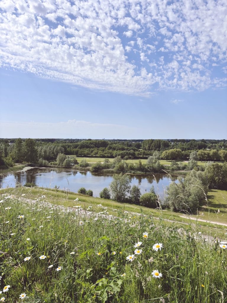 View from Big Spotters Hill over a lake in Haarlemmermeer with wild daisies in the foreground and a wide blue sky, North Holland, Netherlands